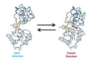 Open and closed conformations of a protein upon ligand binding