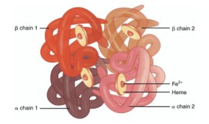 Hemoglobin quaternary structure with heme groups
