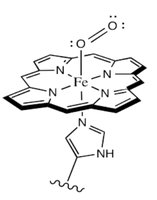 Heme group with iron and histidine coordination