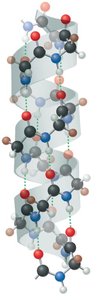 Hydrogen bond donor and acceptor