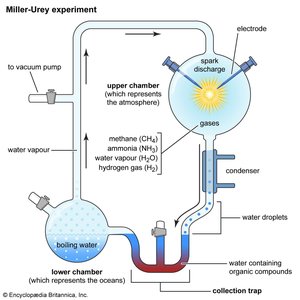 Diagram of the Miller-Urey experiment
