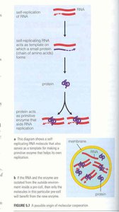 Microscopic images of membrane-bound pre-cells