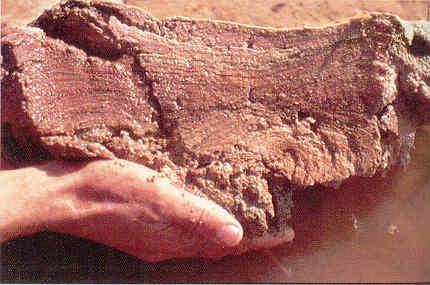 Hand holding a stromatolite fossil