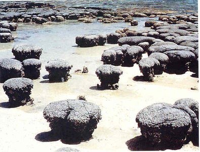 Modern stromatolites in shallow water