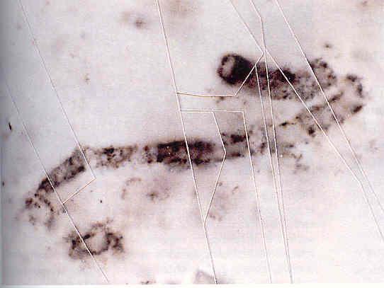 Microfossil image