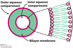 Bilayer membrane compartments