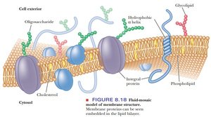 Fluid-mosaic model of membrane structure
