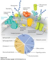 Membrane lipid distribution