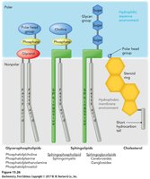 Cholesterol molecular structure
