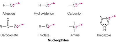 Nucleophiles in biochemistry