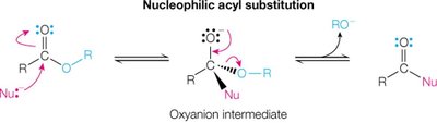 Nucleophilic acyl substitution mechanism