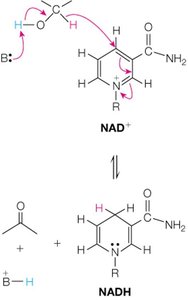 NAD+ and NADH redox reaction