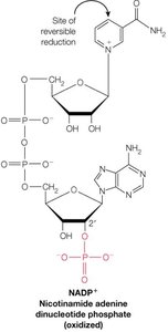 NADP+ structure