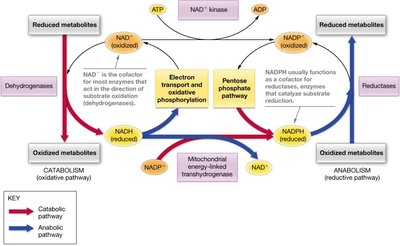 Nicotinamide nucleotides in metabolism