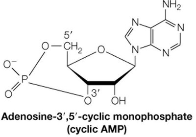 Cyclic AMP structure
