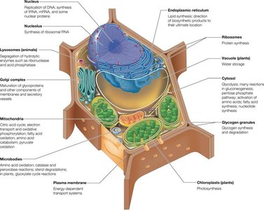 Cellular compartmentation diagram
