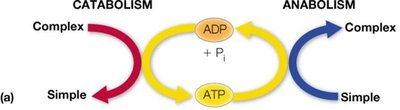 Catabolism and anabolism cycle