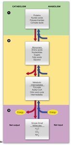 Metabolic flow diagram