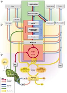 Overview of metabolism pathways