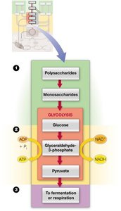 Glycolysis pathway diagram