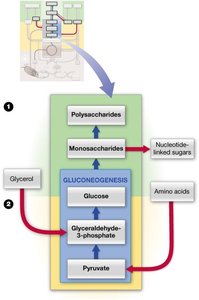 Carbohydrate anabolism diagram