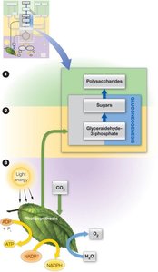 Photosynthesis diagram