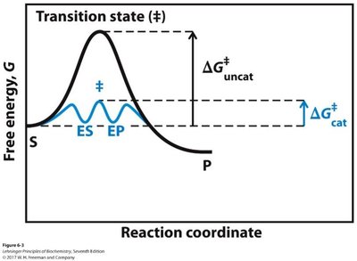 Reaction coordinate diagram showing enzyme-catalyzed and uncatalyzed activation energies