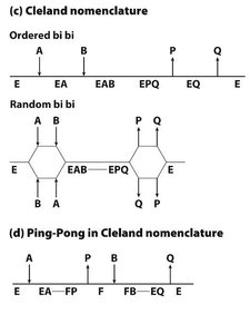 Cleland nomenclature for two substrate mechanisms