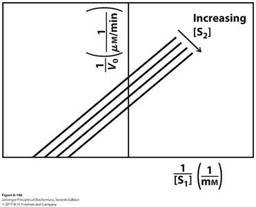 Lineweaver-Burk plot for ping-pong mechanism