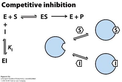 Michaelis-Menten plot with competitive inhibitor