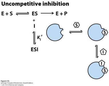 Uncompetitive inhibition schematic