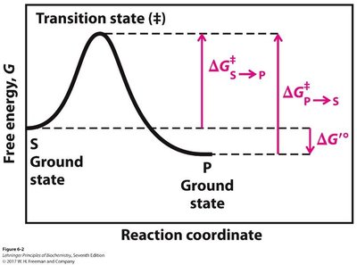 Reaction coordinate diagram showing free energy change and activation energies