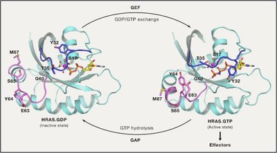 Ras protein as a molecular switch