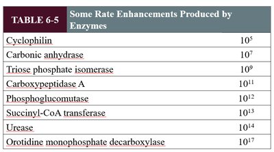 Table of rate enhancements produced by enzymes