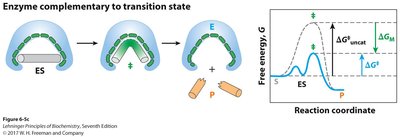 Enzyme active site complementary to transition state