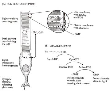 Rod photoreceptor structure and visual cascade