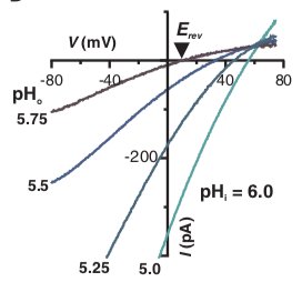 Otop1 channel electrophysiology