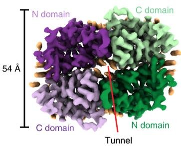 Otop1 channel structure
