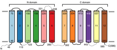Otop1 transmembrane topology