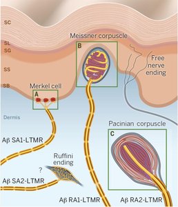 Somatosensory receptor types