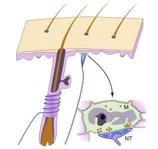 Merkel cell and Piezo2 channel