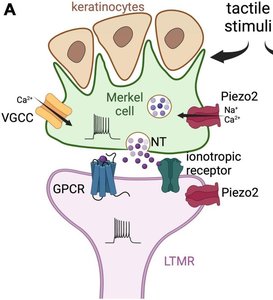Piezo protein structure