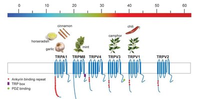 TRP channel temperature activation