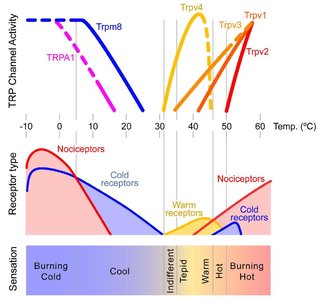 TRP channel activity and sensation