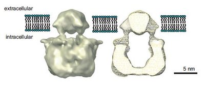 TRP channel structure