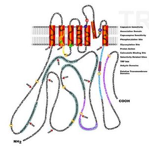 TRPV1 channel structure