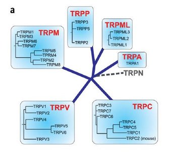 TRP channel family tree