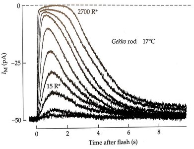 Inward membrane currents decrease in amplitude with light onset