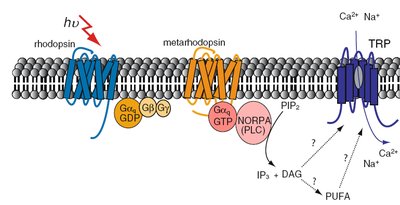 Drosophila phototransduction pathway