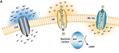 Prokaryotic light-activated channels and pumps